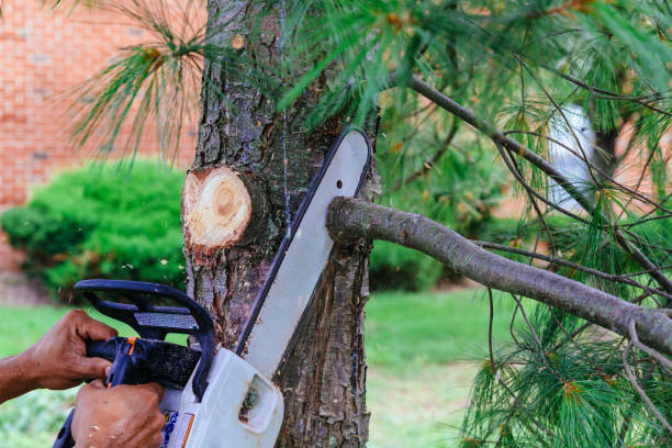 Professional Tree Removal in Marion Oaks, FL